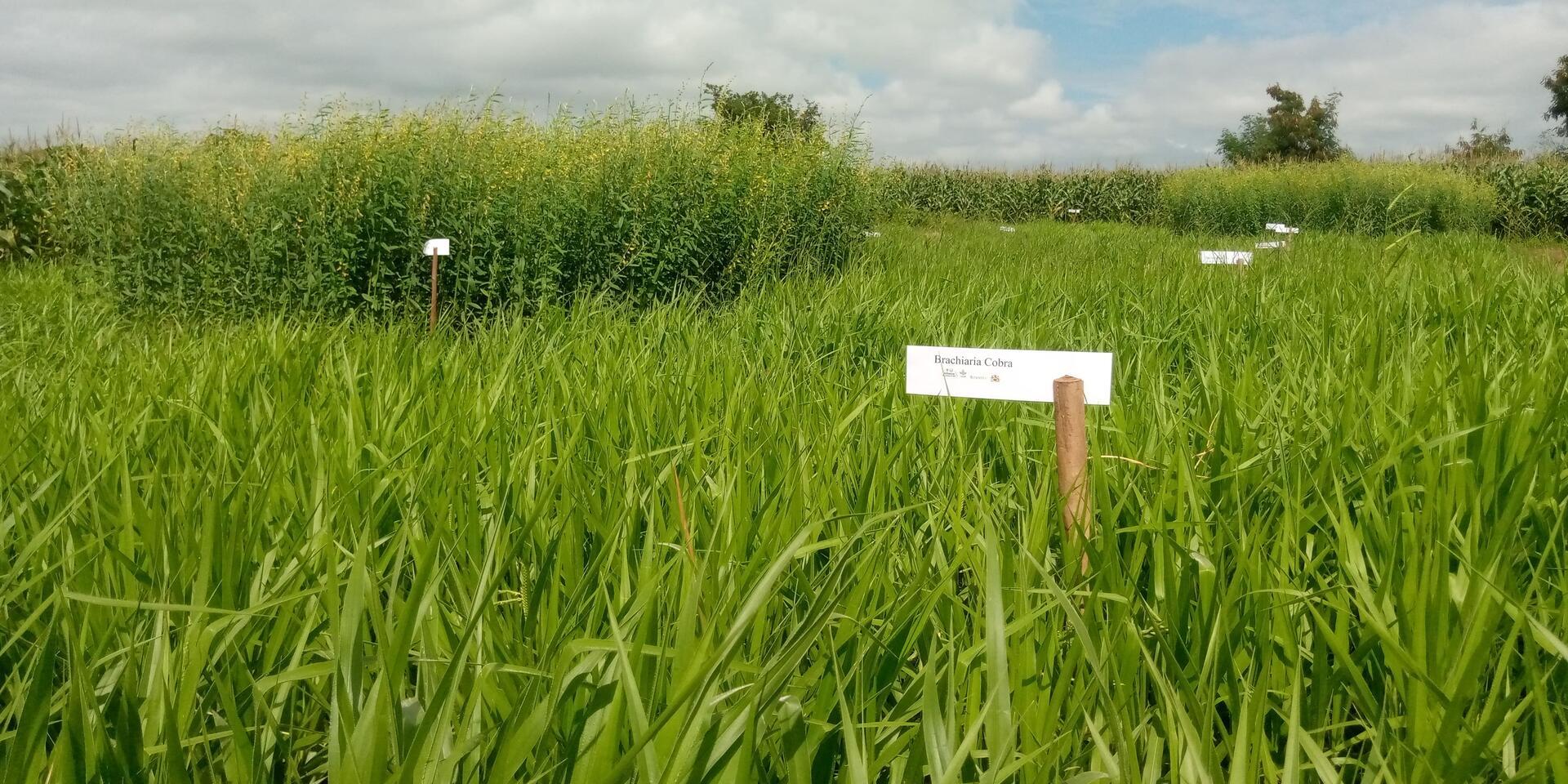 Projects and Flagship Initiatives in Malawi - Alliance Bioversity International and CIAT