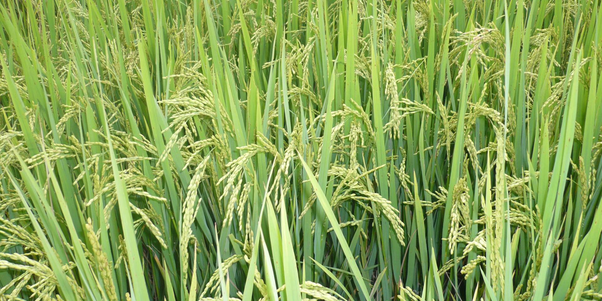 Projects and Flagship Initiatives in Nepal - Alliance Bioversity International - CIAT