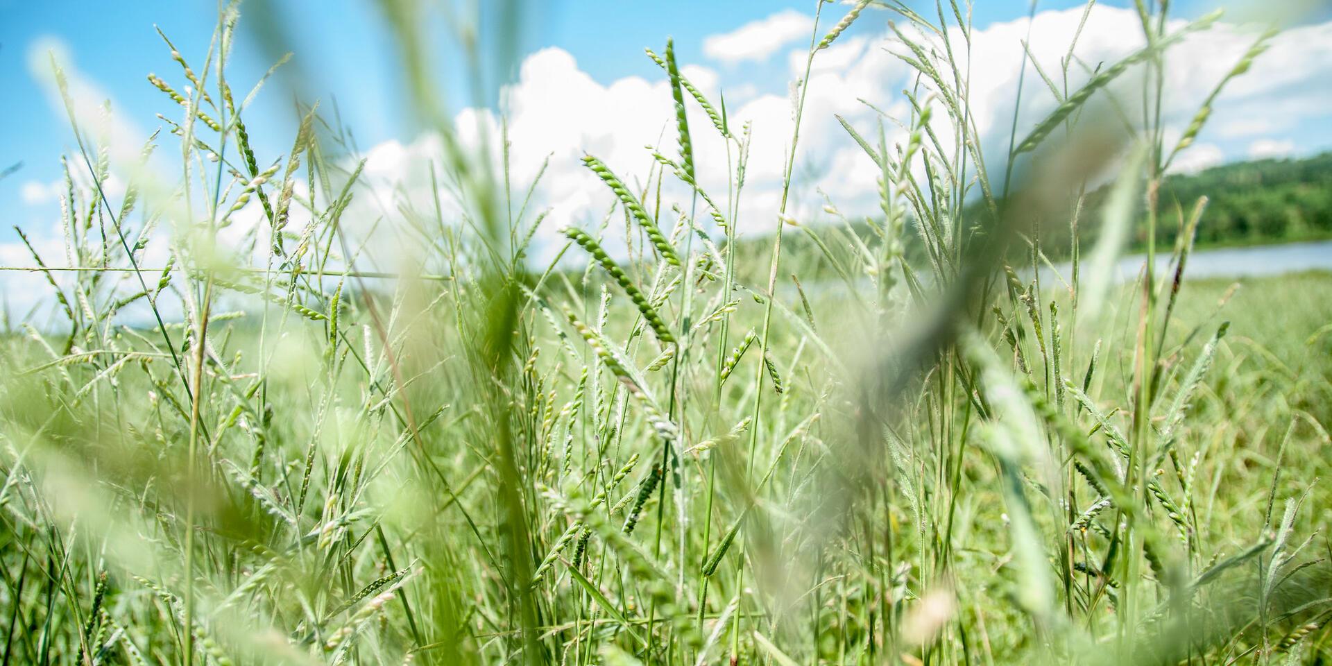 Projects and Flagship Initiatives in Rwanda - Alliance Bioversity International - CIAT