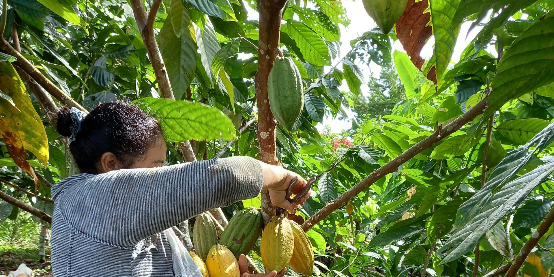 Proyectos E Iniciativas Emblem&aacute;ticas en Nicaragua - Foto 4 - Alianza Bioversity International - CIAT