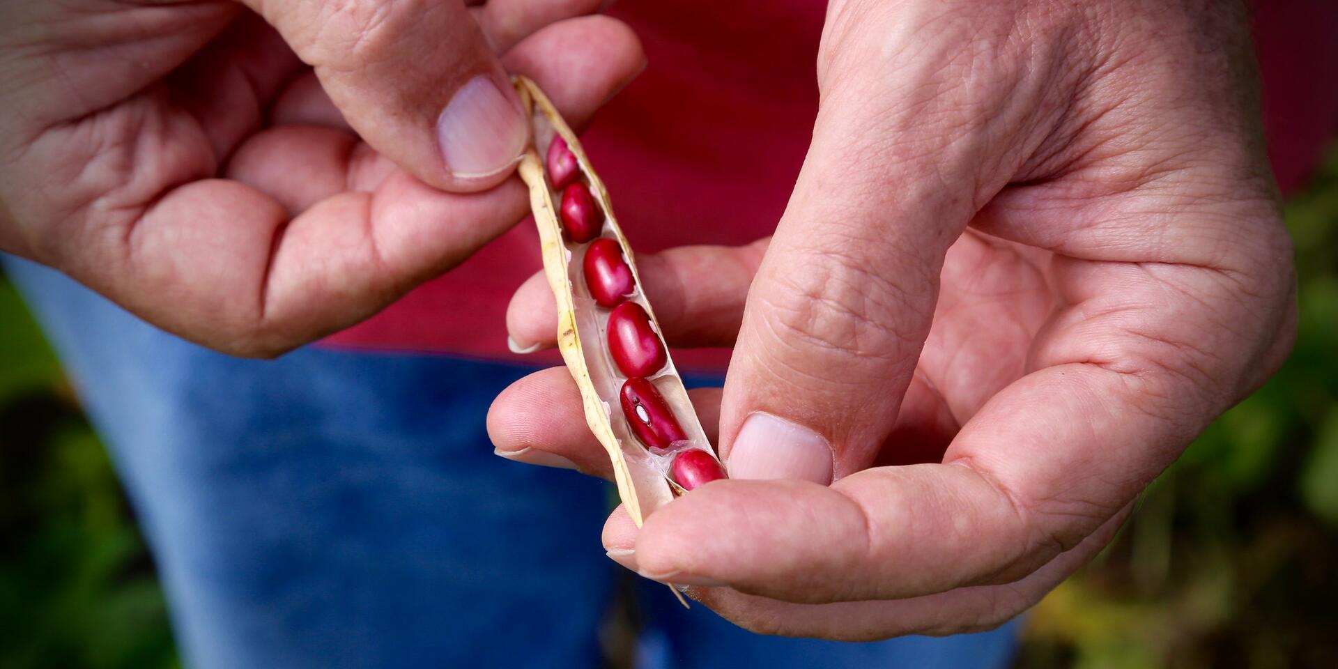 Improved bean varieties are taking off &ndash; but yields aren&rsquo;t. Why?