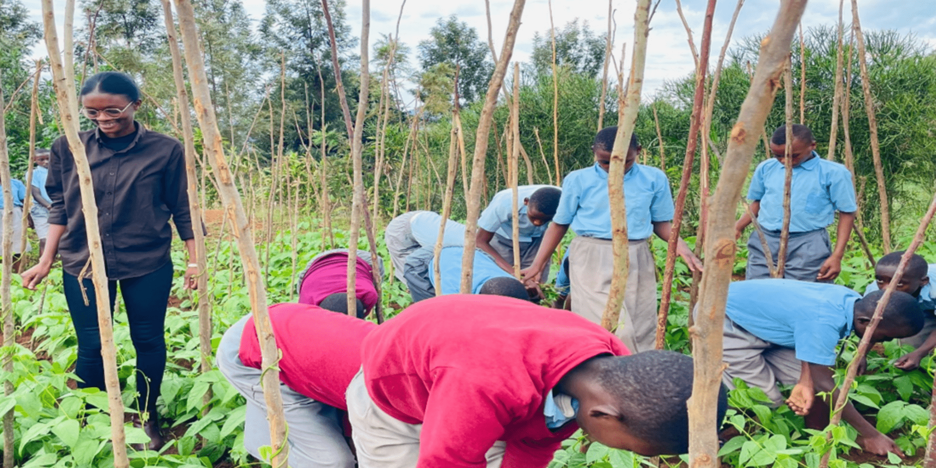 Reforming school meals in Rwanda through common beans 