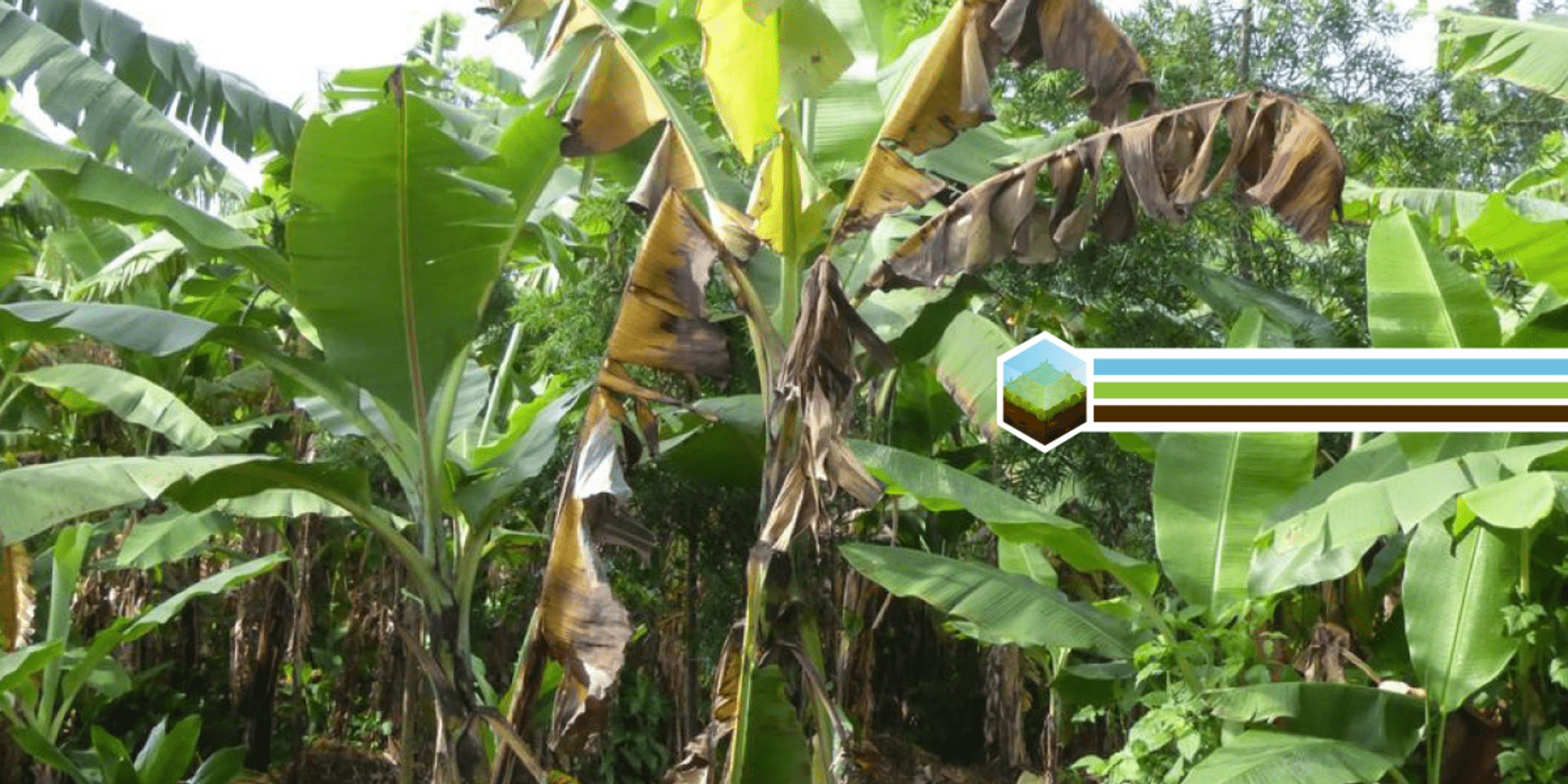Los investigadores muestran las consecuencias de la inacci&oacute;n ante la devastadora enfermedad del banano