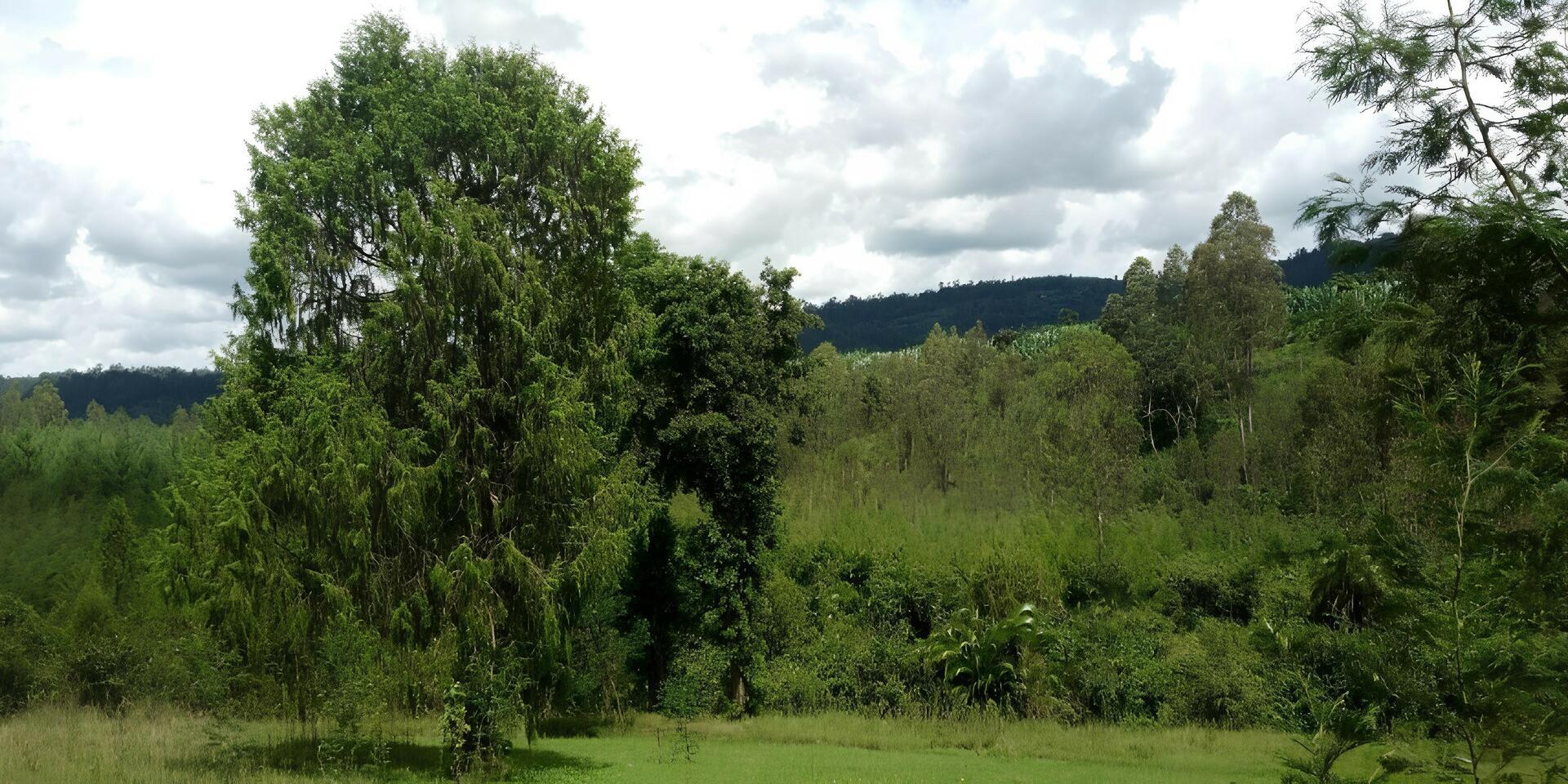 Restoring Ethiopia&rsquo;s timber economy with multi-age juniperus procera forests