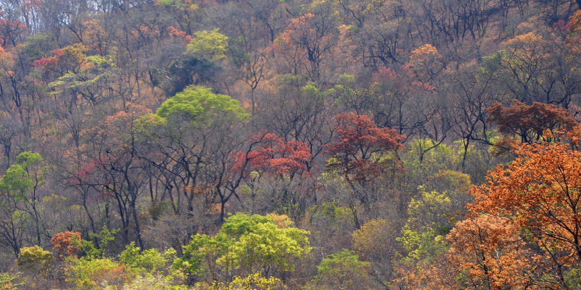 Restoring Miombo From forest recovery to resilient bioeconomy