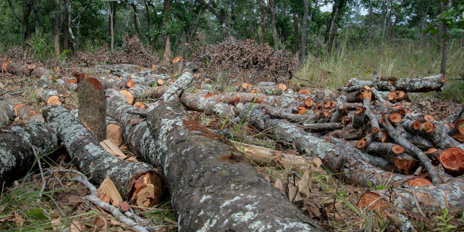 Restoring Zambia&rsquo;s Miombo Forests, Rebuilding Livelihoods upgrading food systems Lessons from a Stakeholder Consultation in Lusaka and Ndola