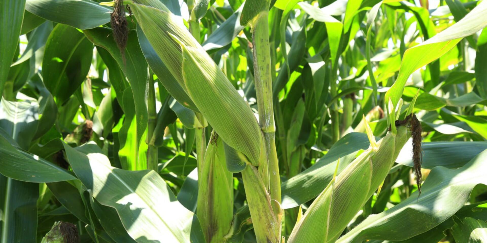 Scaling Optimized Fertilizer Use for Sustainable Maize Farming