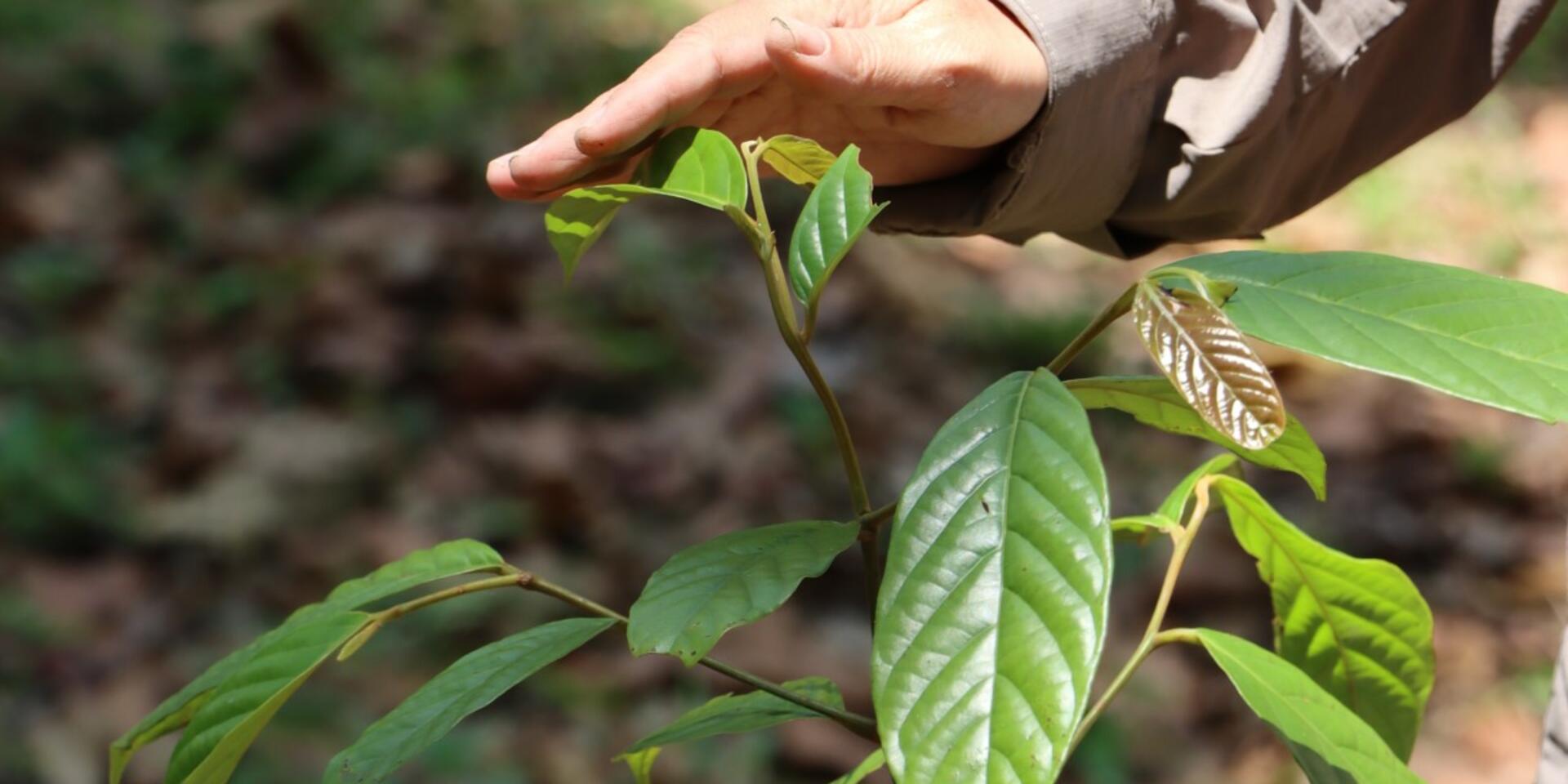 Seed to Tree Project | Alliance Bioversity International - CIAT