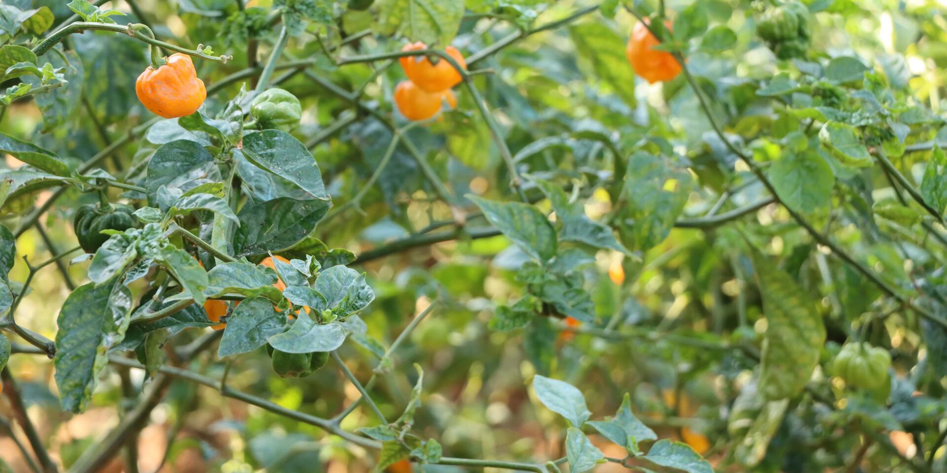Senegal's climate commitments put agriculture and forestry in the spotlight