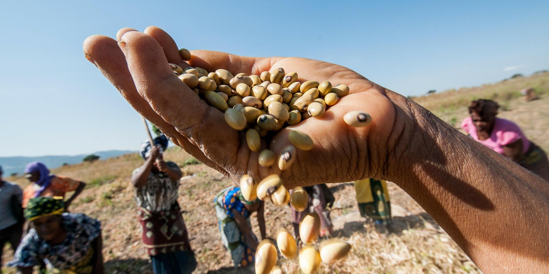 Simple Ways to Boost Benefits of Climate-Smart Agriculture