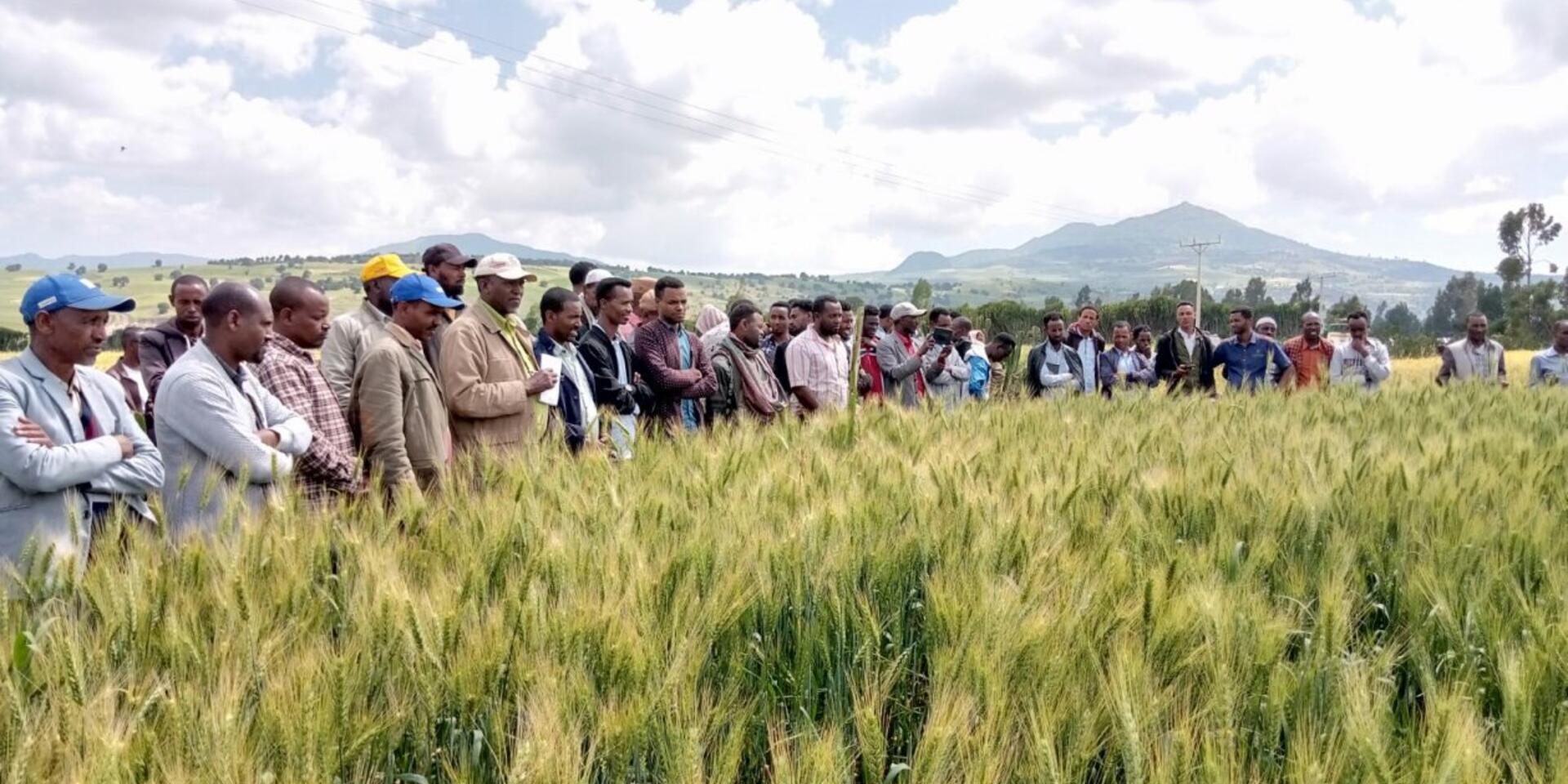 Smarter Fertilizer AI-Powered Recommendations Boost Wheat Yields in Ethiopia 