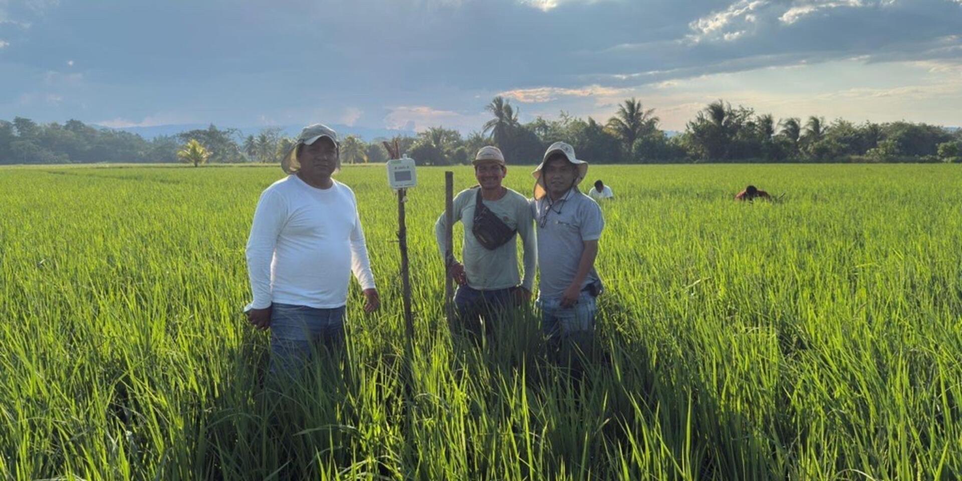 Application of IoT Technology for Rice Disease Management in Peru