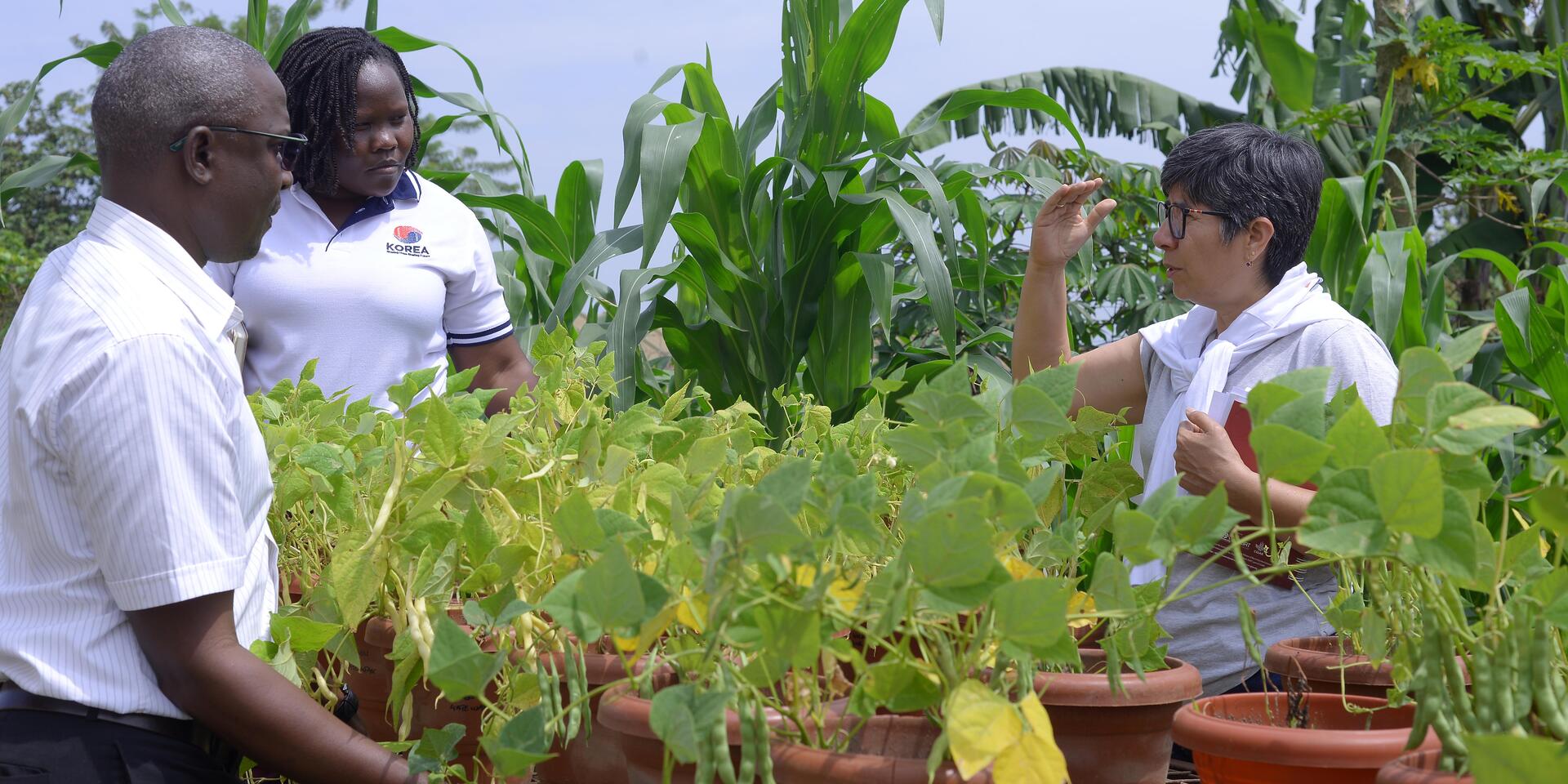 Strengthening Bean Pathology Collaboration to Combat Diseases and Pests in Africa 
