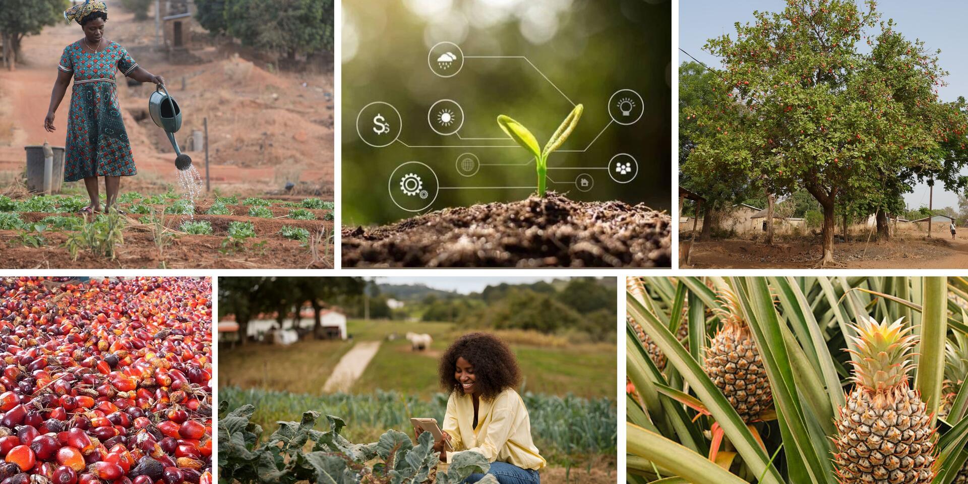 Strengthening the Innovation Ecosystem for Climate-Resilient Agriculture in Benin - Alliance Bioversity International and CIAT