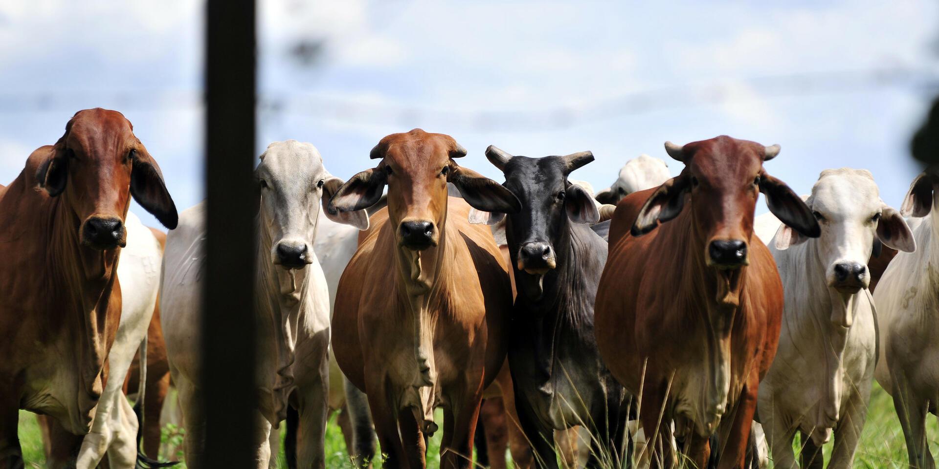 Sustainable Livestock Farming Practices for Resilience