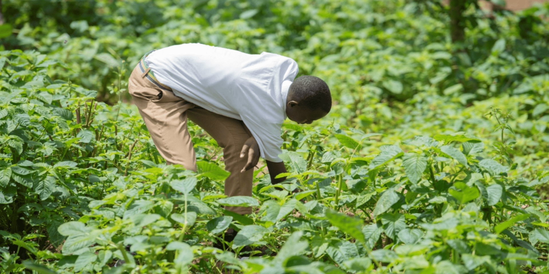 Sustainable School Feeding Innovations in Kigali (SSFI)