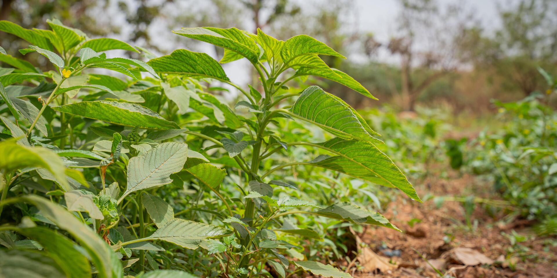 SUSTLIVES Growing tomorrow with the plants of the past 