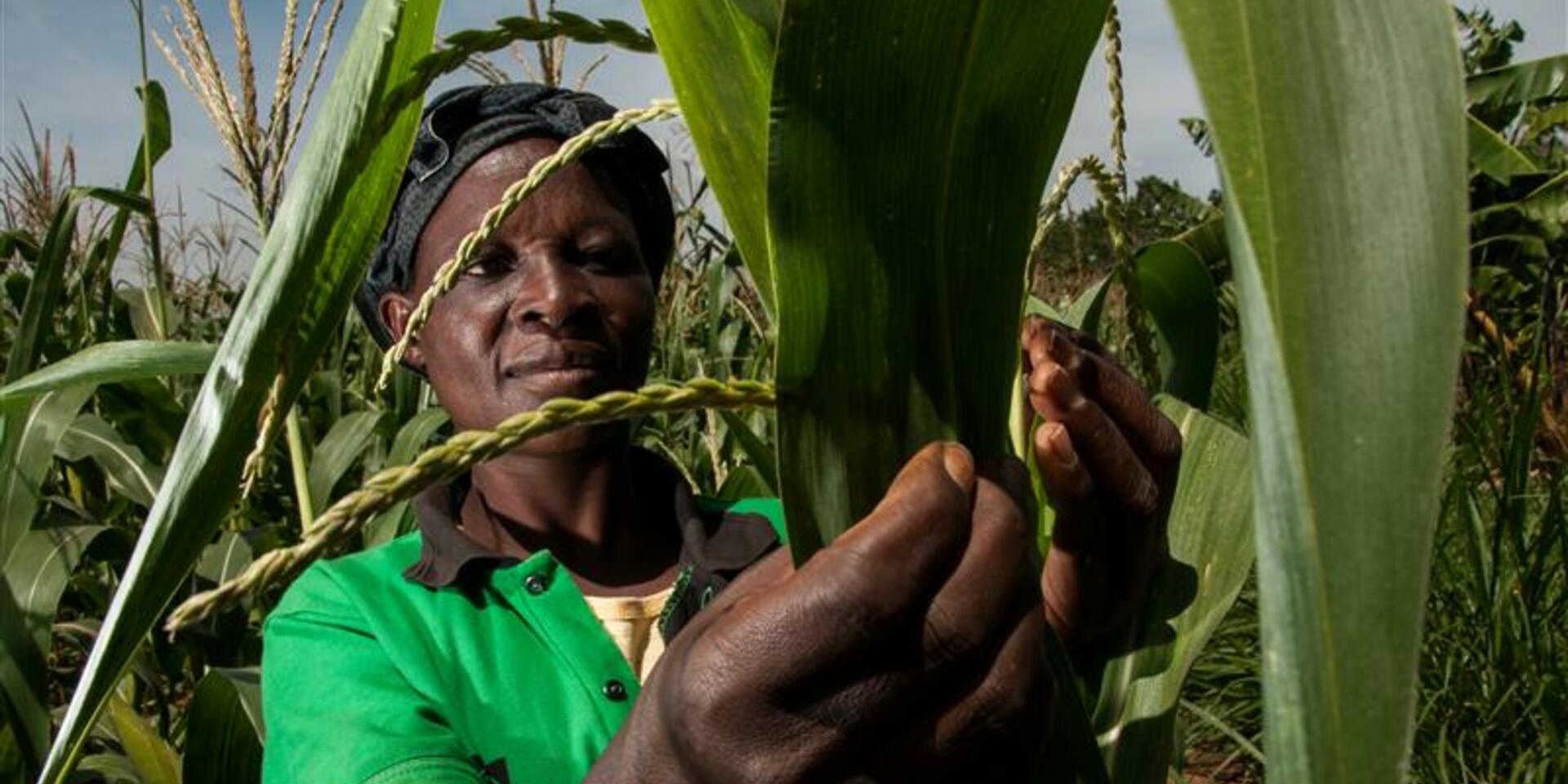The Alliance at the Africa Food Systems Forum 2024 - Alliance Bioversity International - CIAT