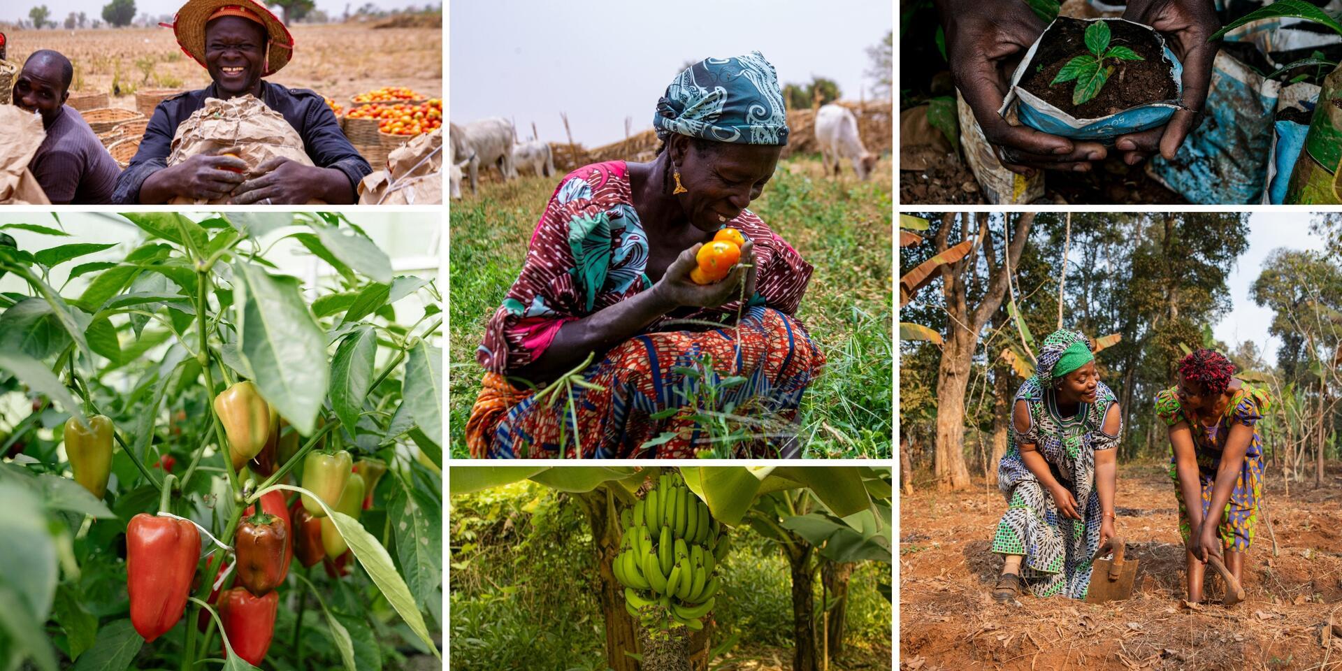  The Alliance at the Agrifood Innovation and Partnership Forum in West Africa 