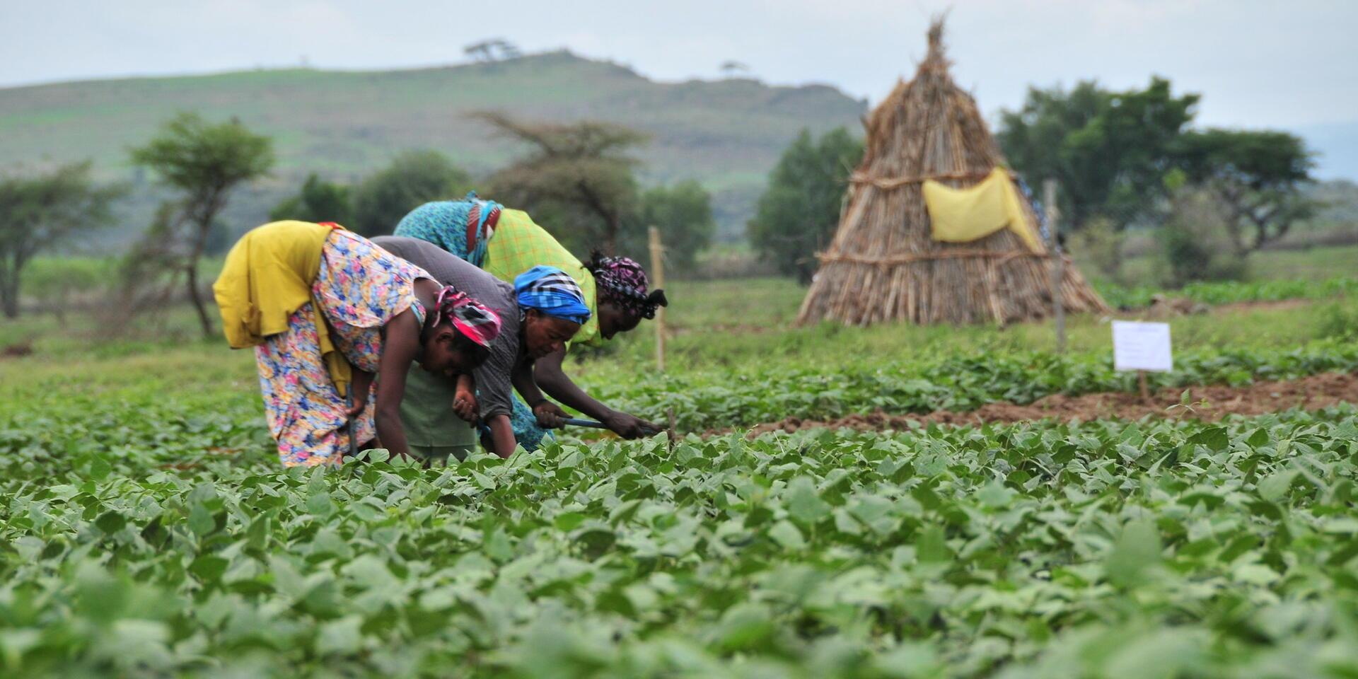 The Alliance at the Second Africa Climate Summit 2025 - Alliance Bioversity International - CIAT