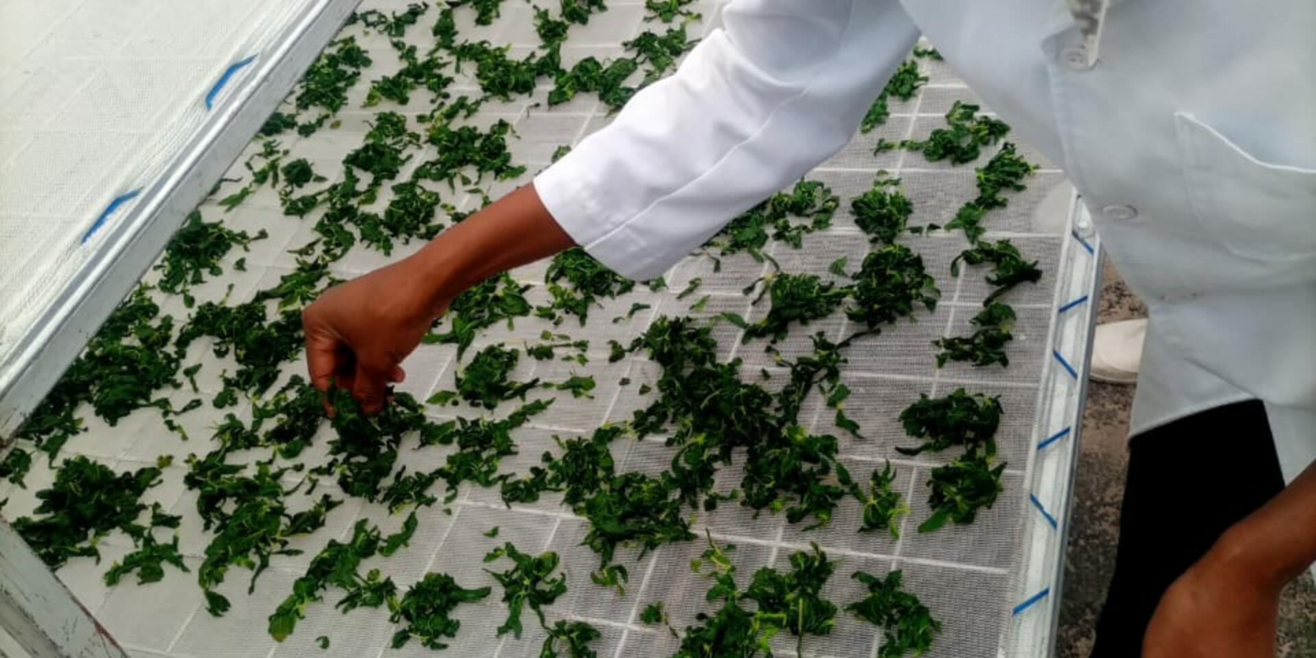 Towards sustainability Training on value addition and composite flour processing for community seed banks