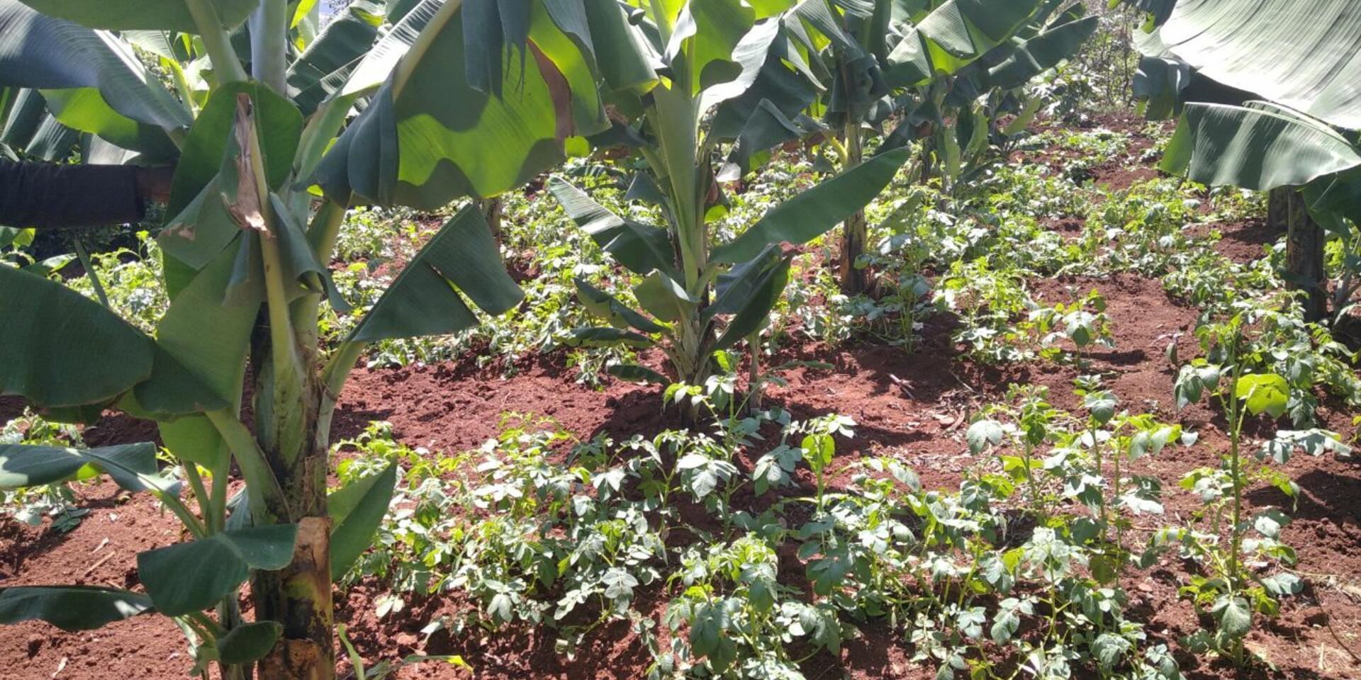 Training on climate-smart agriculture and agroecological practices experiences from research and development 