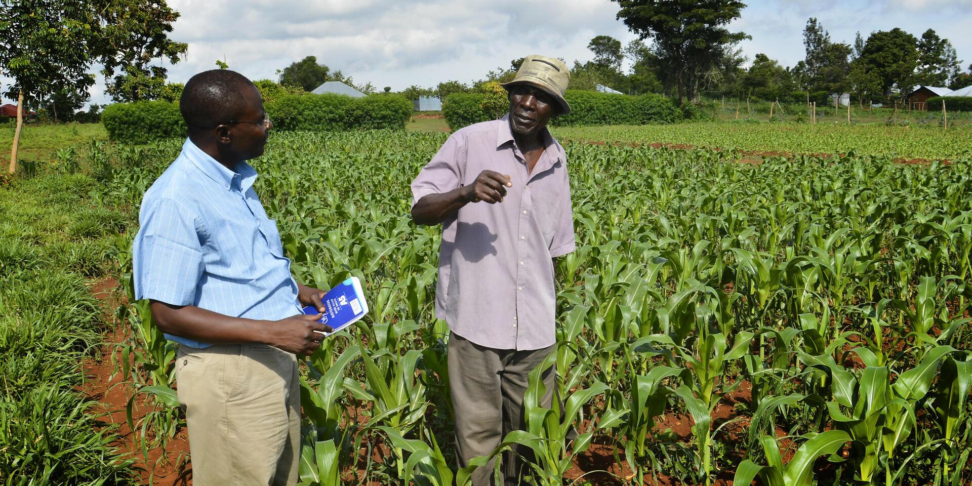 Tricot's Role in Sustainable Agriculture and Crop Improvement - Alliance Bioversity International - CIAT