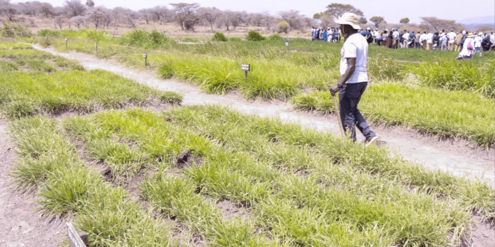 Turning Grass into Gold: How Farmers Are Profiting from Brachiaria 