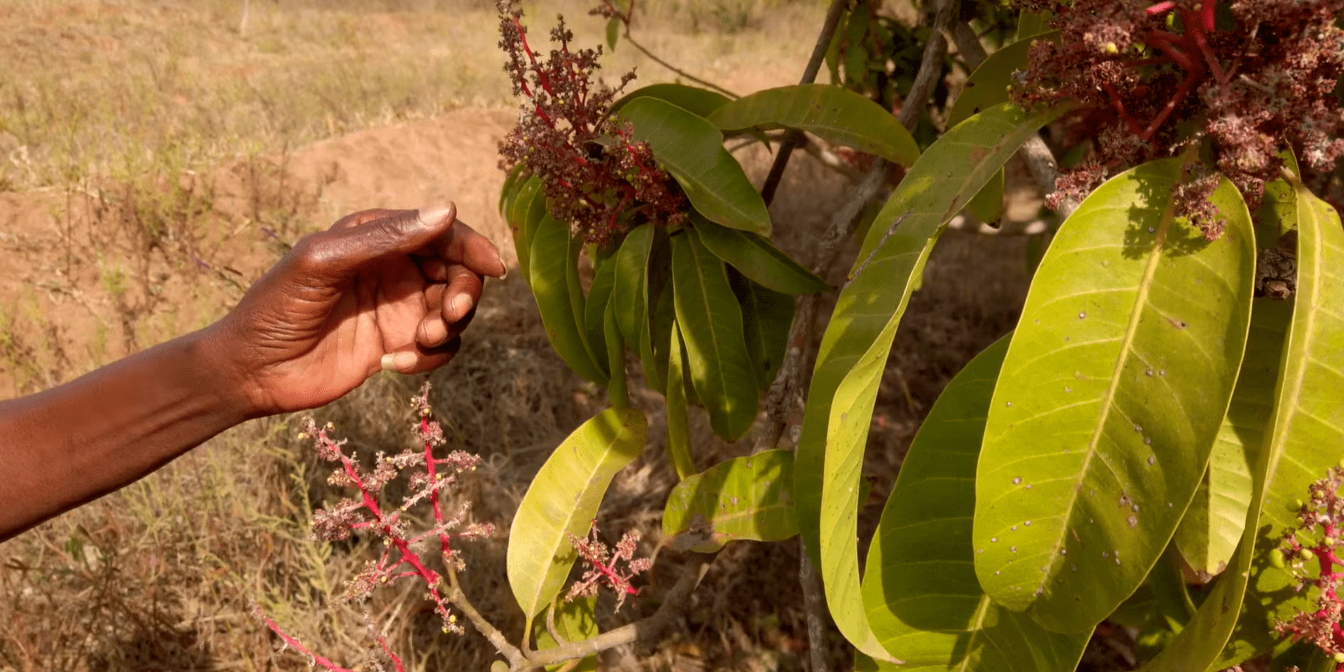 Popular TV show puts climate services into the hands of Kenyan farmers