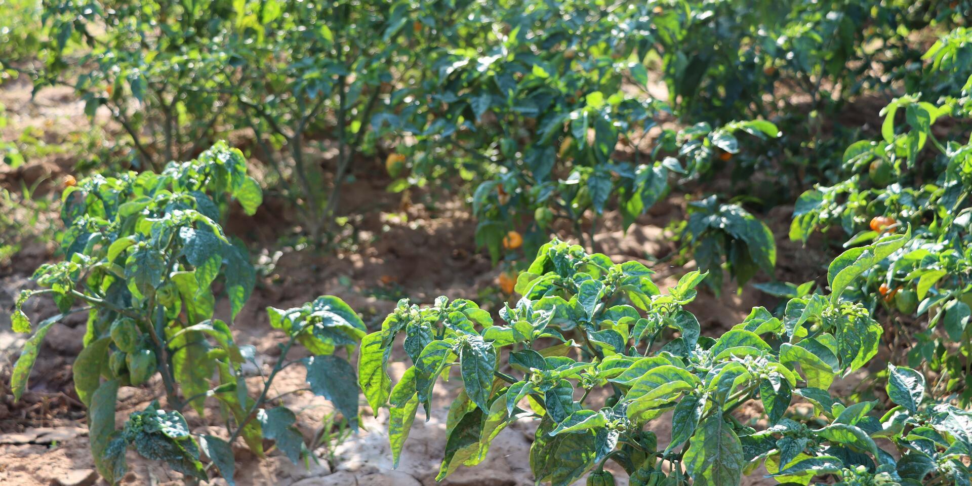 Under the surface: research identifies 20,700 hectares that can produce crops in Senegal 