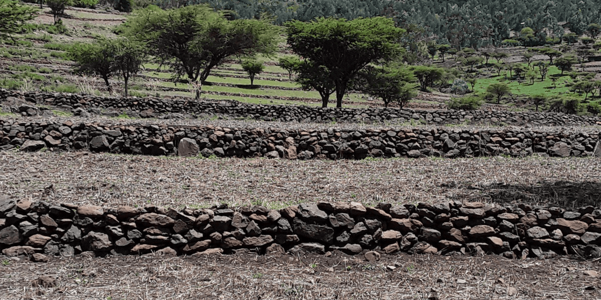 Uniting for Change and Innovation Highlights from the Ethiopian Landscape Restoration Platform's Annual Conference