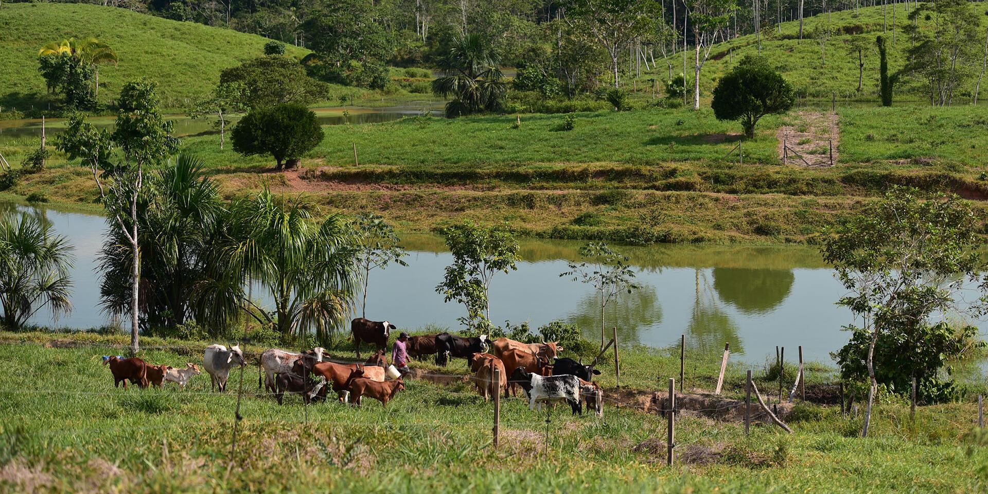 Webinars Plan De Capacitaciones en Sistemas Silvopastoriles - Allianza Bioversity International - CIAT