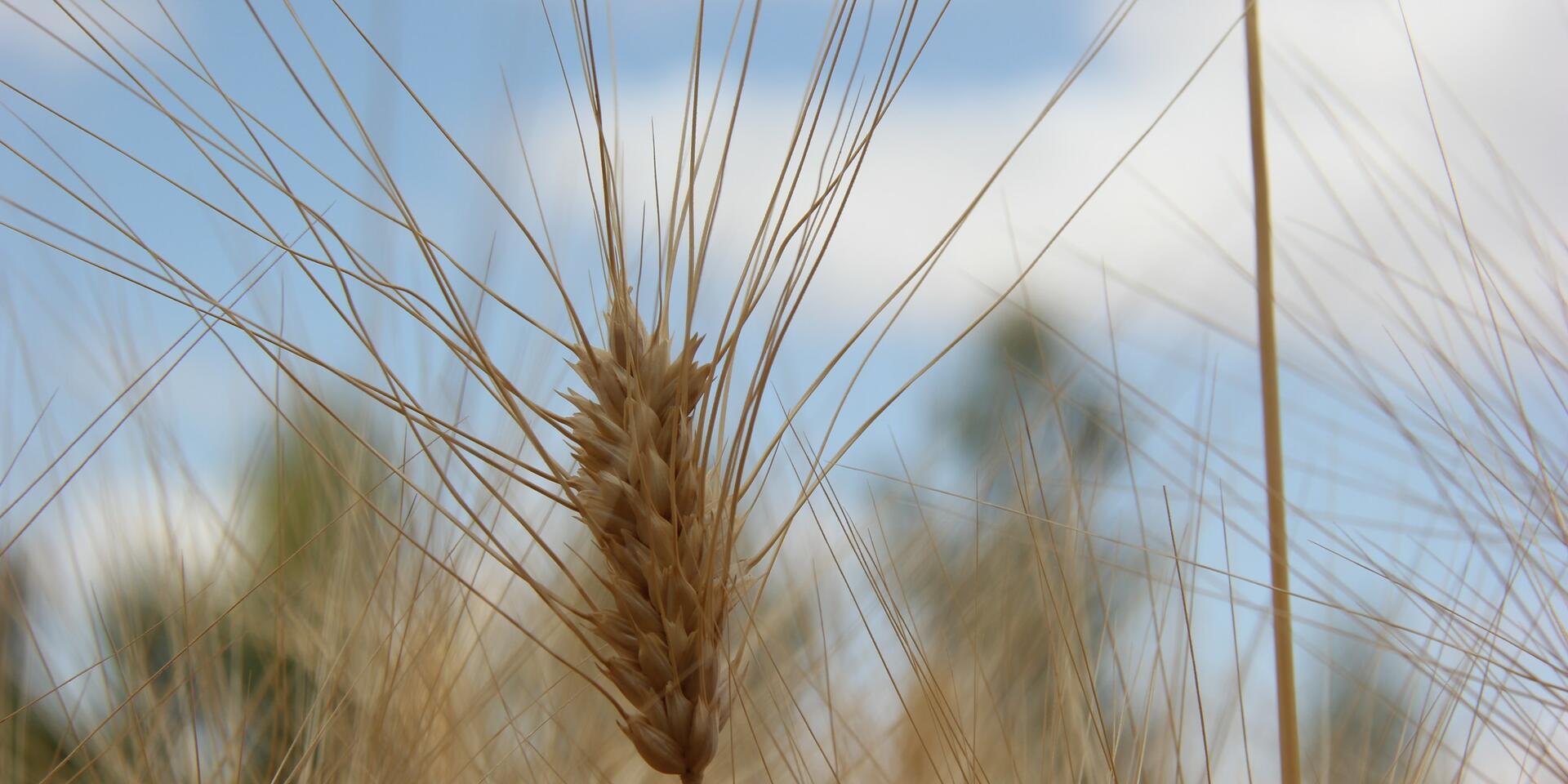 What five grams of durum wheat seed can become