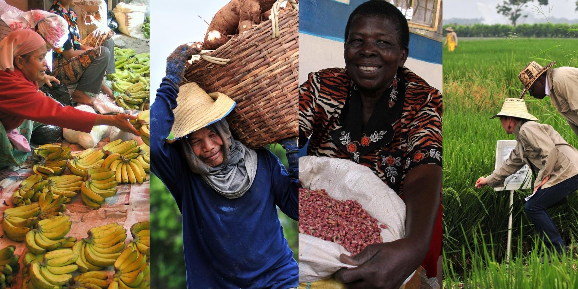What policymakers need to know: steps to protect banana, cassava, bean, and rice production by 2050 