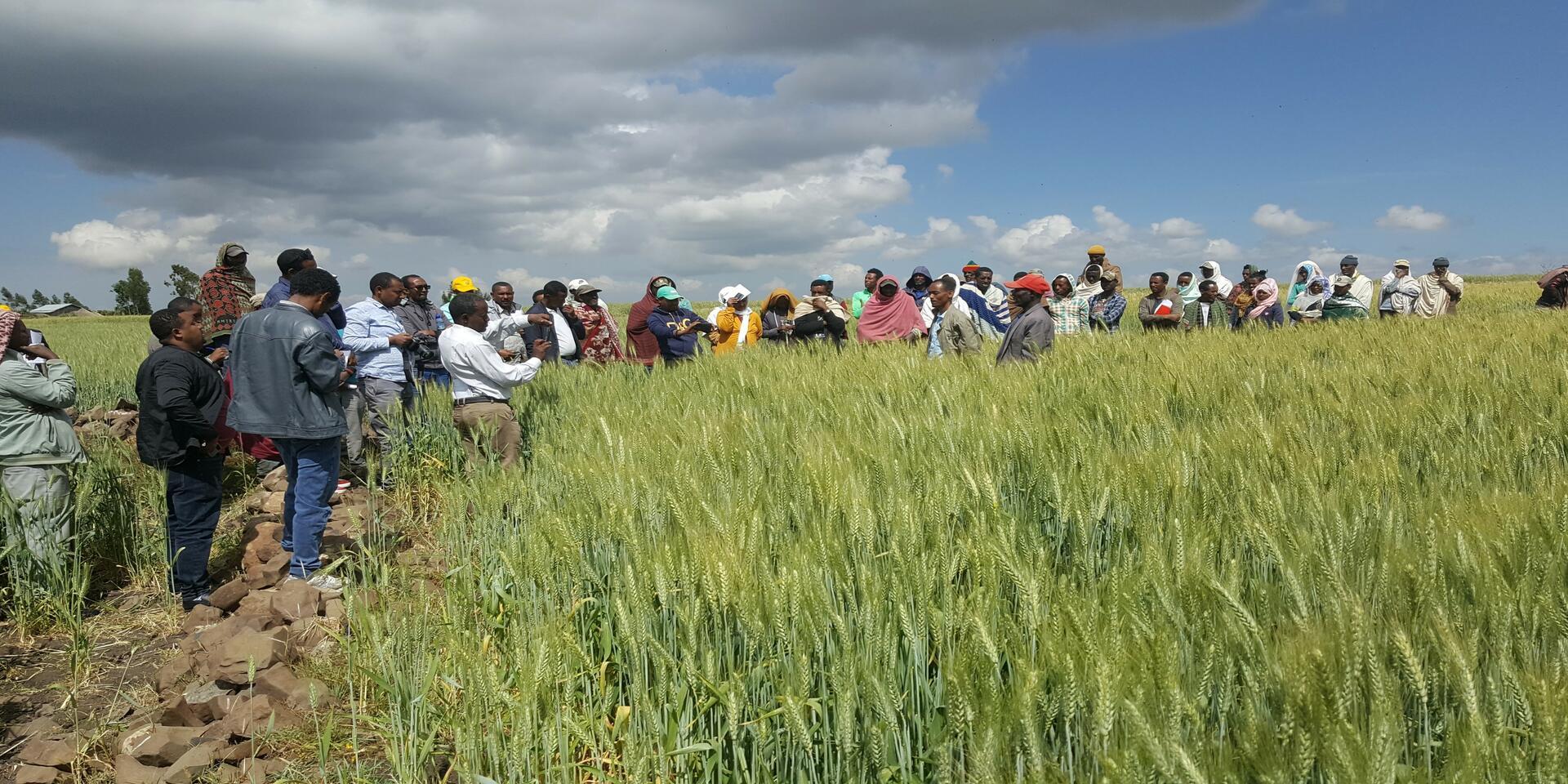 Wheat farmers in Ethiopia achieve up to 38% higher yields with machine-learning-based fertilizer recommendations