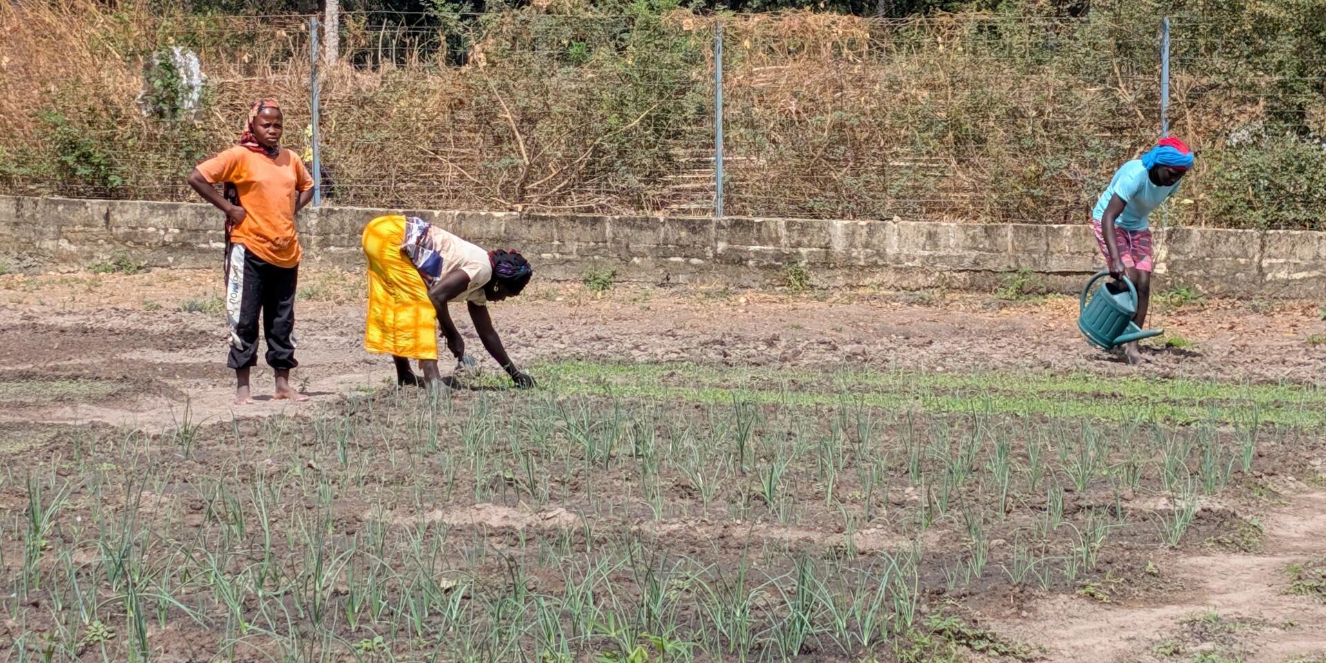 When agriculture begins to change: AVENIR results in Senegal