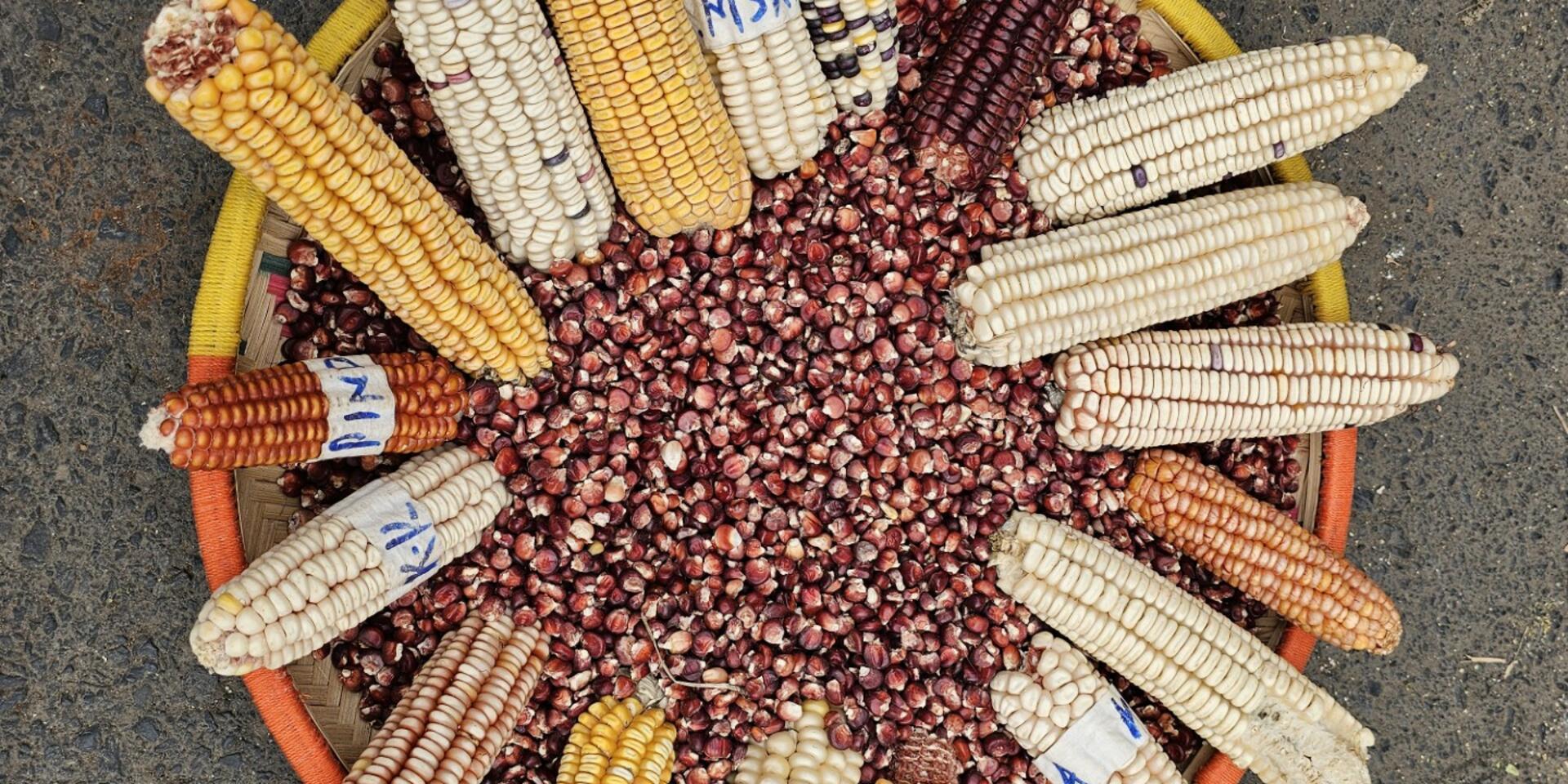 Why Agriculture and Conservation Must Co-Exist  - Alliance Bioversity International - CIAT