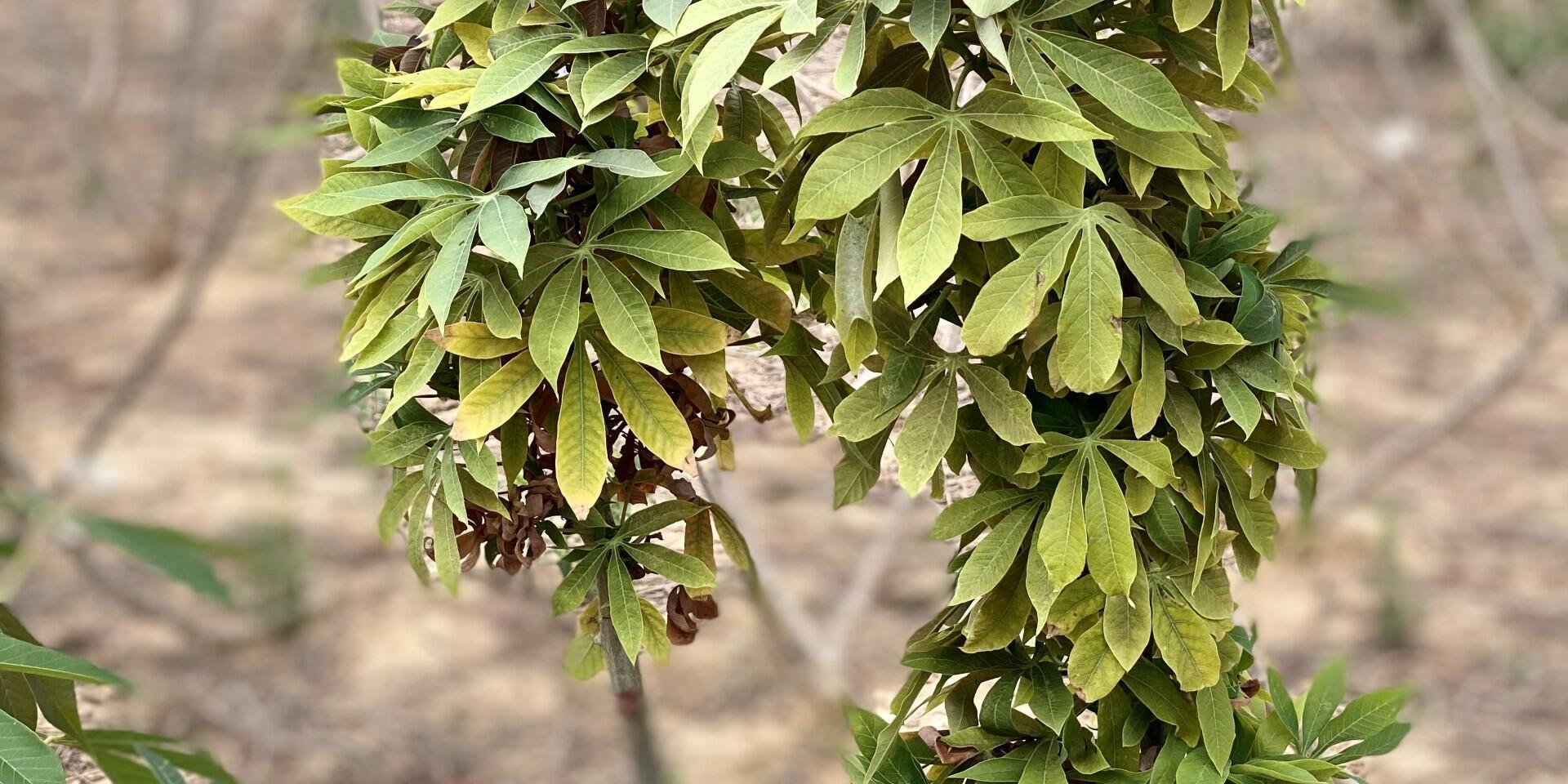 Witches&rsquo; Broom Disease in Cassava  - Alliance Bioversity International - CIAT