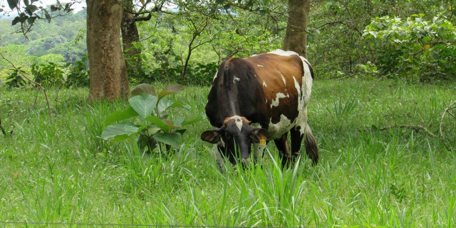Women lead sustainable livestock farming near the Amazon Rainforest in Colombia 