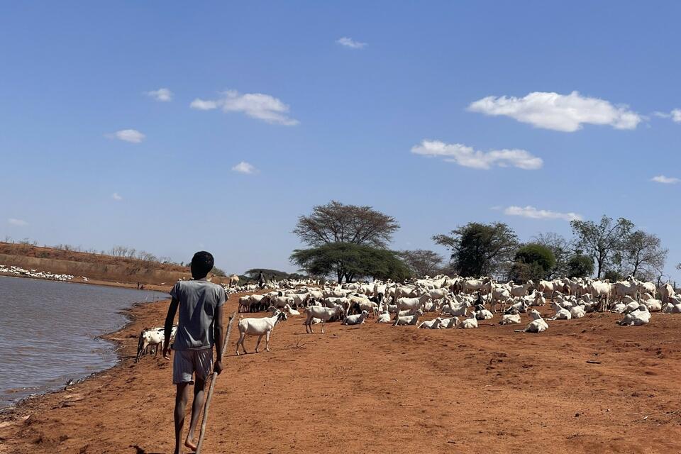 ‘We walk farther each day’ - the human cost of pastoralist drought and resource strain