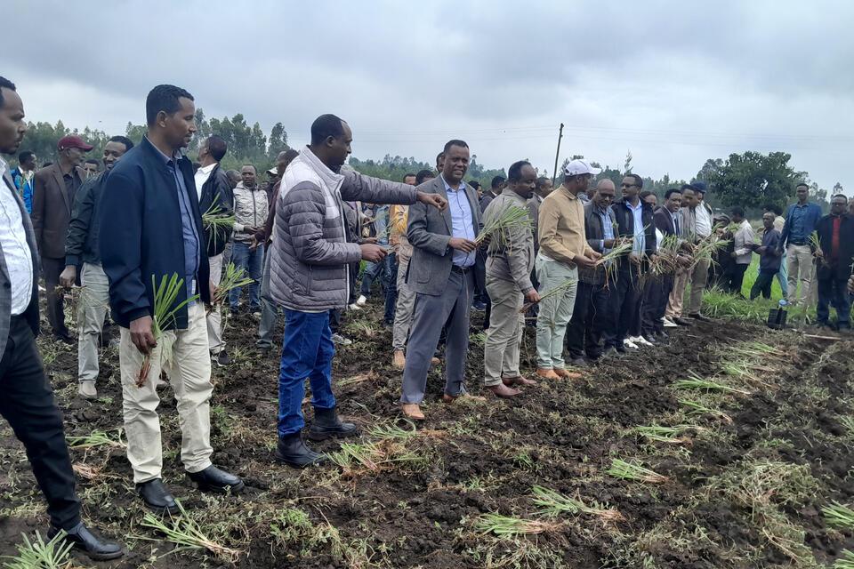 Solving livestock feed problems can accelerate economic and social development in Ethiopia