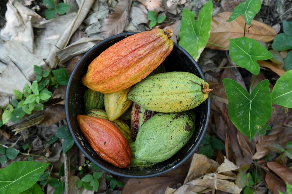 A blueprint for low-emission cocoa in West Africa