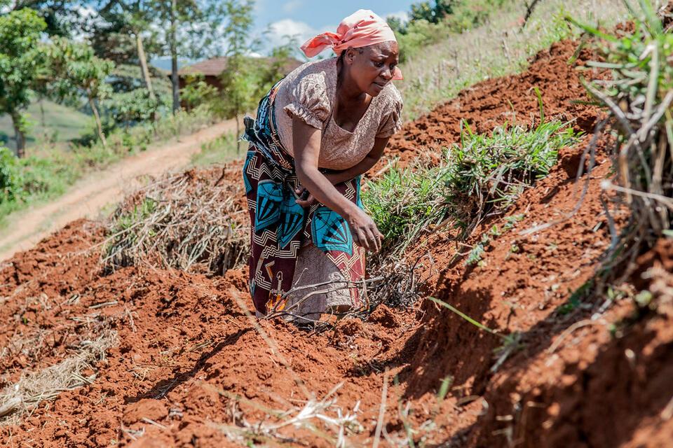 A new project launched to strengthen evidence use on African agriculture adaptation - Alliance Bioversity International - CIAT