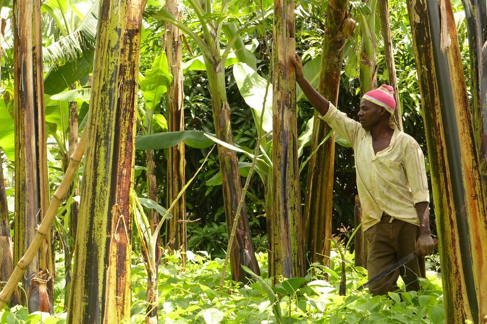 Advancing banana pest and disease solutions in Uganda through science&ndash;policy collaboration