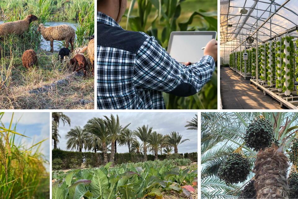 agritech4egypt-a-strategic-egypt-italy-partnership-translating-research-into-market-ready-solutions-for-farmers-and-value-chain-actors