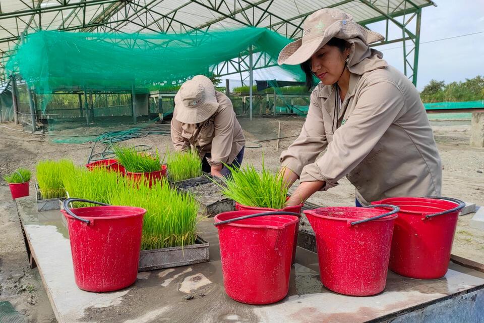 ICA confirms that genetically edited rice is a conventional cultivar 