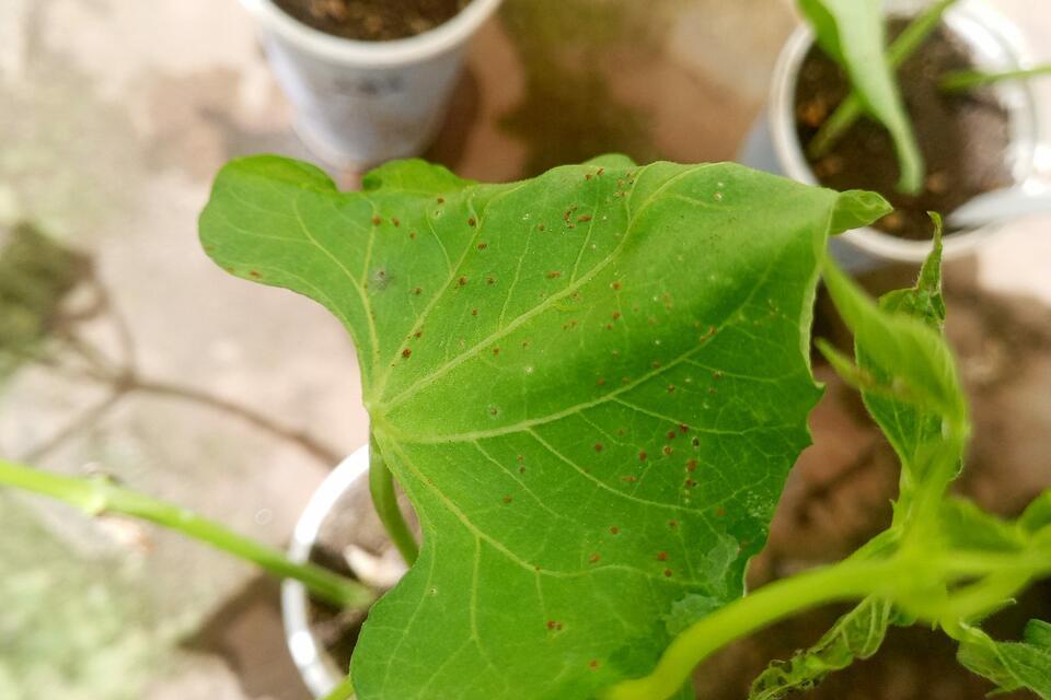 Bean Rust Project - Alliance Bioversity International and CIAT
