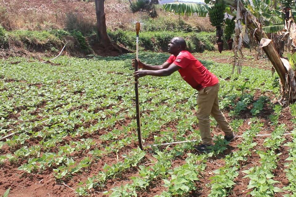 Beans driving change: Malawi smallholder farmers turning yields into wealth 