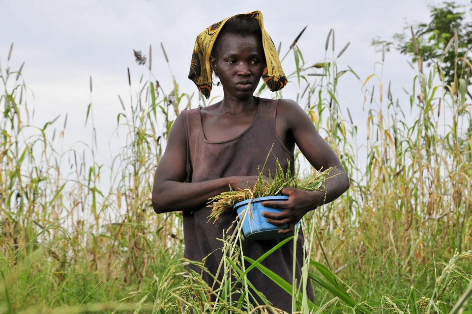 Behaviour Change Approaches in the Cropping Calendar A Transformative Tool for Climate-Smart Agriculture in Ghana  