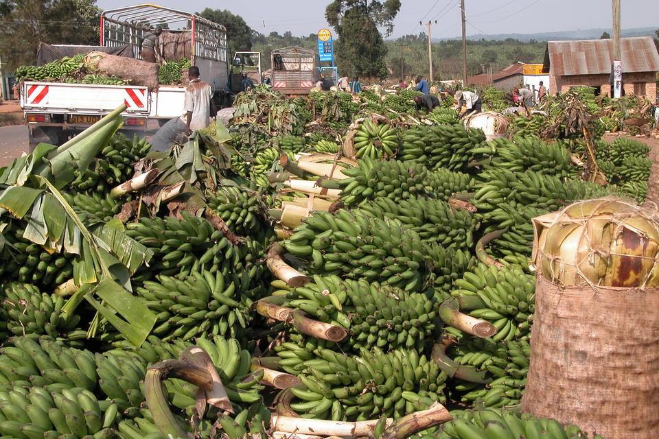 Biotechnological methodologies for the Improvement of Banana Production in Eastern Africa - Alliance Bioversity International - CIAT